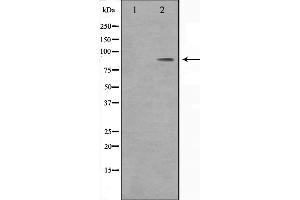 Western blot analysis on HeLa cell lysate using BARD1 Antibody,The lane on the left is treated with the antigen-specific peptide. (DMC1 antibody  (Internal Region))