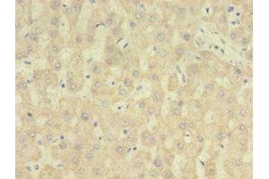 Immunohistochemistry of paraffin-embedded human liver tissue using ABIN7167807 at dilution of 1:100