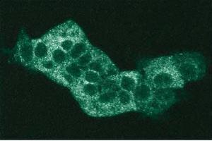 MCF7 (PKN1 antibody  (AA 215-388))