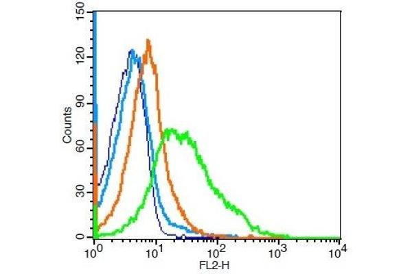 L-Selectin antibody  (AA 301-372)