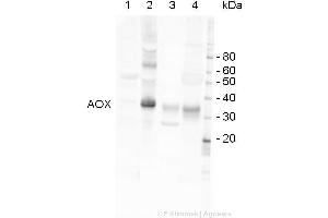 Image no. 2 for anti-Alternative Oxidase 1/2 (AOX1/AOX2) (C-Term) antibody (ABIN3197483) (AOX1/AOX2 antibody  (C-Term))