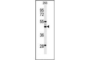 Western blot analysis of OSTA Antibody (C-term) in 293 cell line lysates (35ug/lane). (OST alpha antibody  (C-Term))