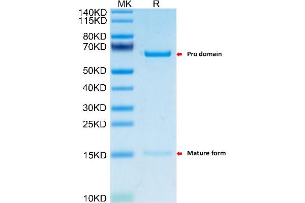 PCSK9 Protein (AA 35-694) (His tag)