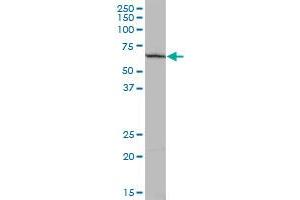 pp9099 MaxPab polyclonal antibody. (PLEKHO2 antibody  (AA 1-440))