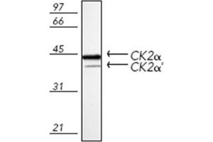 Western blot analysis of mouse spleen tissue extract, probed with Casein Kinase 2 alpha polyclonal antibody . (CSNK2A1/CK II alpha antibody)