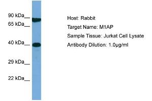 Host: Rabbit Target Name: M1AP Sample Type: Jurkat Whole Cell lysates Antibody Dilution: 1.