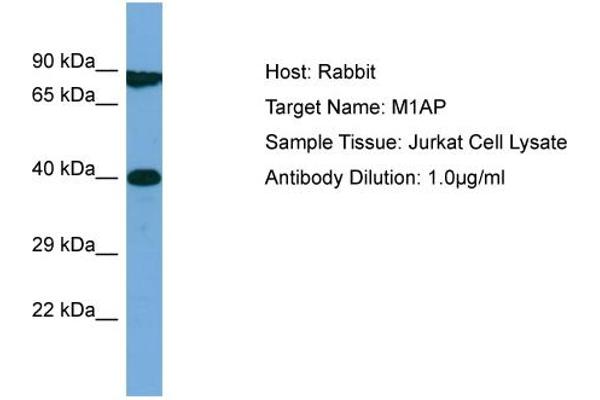 Meiosis 1 Associated Protein (M1AP) (Middle Region) 抗体