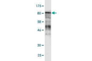 Western Blot detection against Immunogen (106. (MCM5 antibody  (AA 1-734))