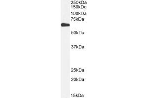 Biotinylated ABIN5608785 (1ug/ml) staining of Human Liver lysate (35µg protein in RIPA buffer).
