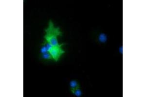 Anti-PEX5 mouse monoclonal antibody (ABIN2453450) immunofluorescent staining of COS7 cells transiently transfected by pCMV6-ENTRY PEX5 (RC202062). (PEX5 antibody)