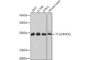 Western blot analysis of extracts of various cell lines, using TC10/RHOQ Rabbit mAb (ABIN7269869) at 1:1000 dilution. (RHOQ antibody)