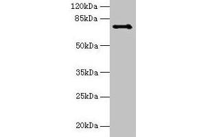 Western blot All lanes: Ctcfl antibody at 6 μg/mL + Hela whole cell lysate Secondary Goat polyclonal to rabbit IgG at 1/10000 dilution Predicted band size: 74, 75 kDa Observed band size: 74 kDa (CTCFL antibody  (AA 1-636))