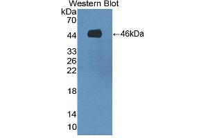 Figure. (SPAG1 antibody  (AA 1-365))