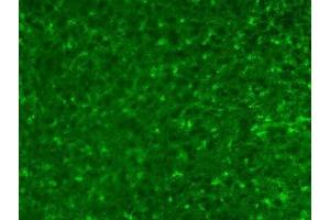 Adult rat cortex immunofluorescence. (ALDH1L1 antibody  (AA 1-902))