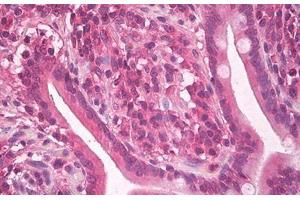 Image no. 4 for anti-KIT Ligand (KITLG) antibody (ABIN1500815) (KIT Ligand antibody)