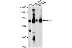 Western blot analysis of extracts of various cell lines, using PITPNM1 Antibody (ABIN6292210) at 1:3000 dilution.