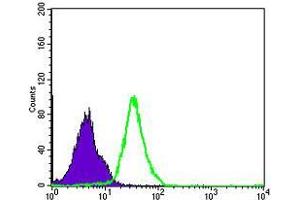 Flow cytometric analysis of MCF-7 cells using NFKB1 mouse mAb (green) and negative control (purple). (NFKB1 antibody)