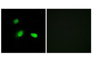 Immunofluorescence (IF) image for anti-Heat Shock 27kDa Protein 2 (HSPB2) (C-Term) antibody (ABIN1850392) (HSPB2 antibody  (C-Term))