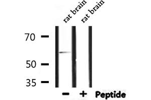 Western blot analysis of extracts from rat brain, using TF2H1 Antibody. (GTF2H1 antibody  (N-Term))