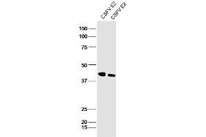 anti-Csfv Envelope Glycoprotein E2 (AA 951-1050) antibody