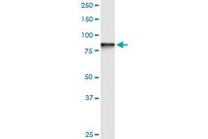 STIM1 antibody  (AA 24-685)