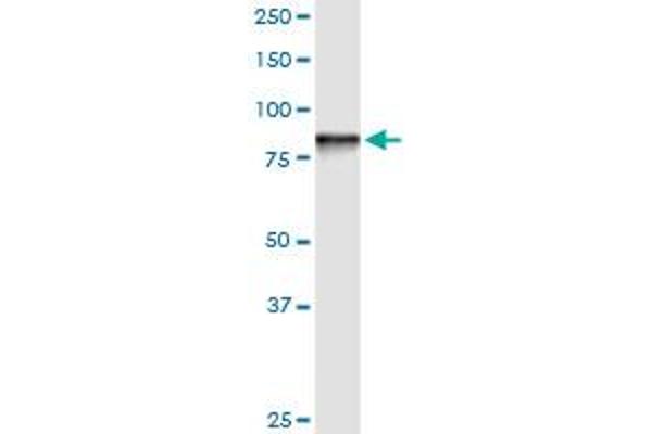 STIM1 antibody  (AA 24-685)