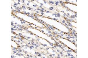 Immunohistochemistry analysis of paraffin-embedded rat kidney using,DLAT (ABIN7073661) at dilution of 1: 1000
