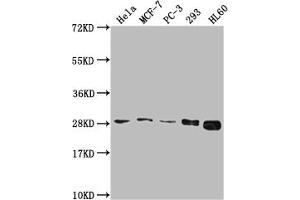 Western Blot Positive WB detected in: Hela whole cell lysate, MCF-7 whole cell lysate, PC-3 whole cell lysate, 293 whole cell lysate, HL60 whole cell lysate All lanes: RPL19 antibody at 1:2000 Secondary Goat polyclonal to rabbit IgG at 1/50000 dilution Predicted band size: 24 kDa Observed band size: 28 kDa (RPL19 antibody  (AA 79-196))