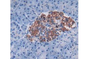IHC-P analysis of Kidney tissue, with DAB staining. (REG3g antibody  (AA 87-175))