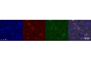 Immunohistochemistry (IHC) image for anti-Neuromedin U (NMU) antibody (ABIN7456027) (Neuromedin U antibody)