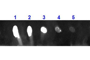 Dot Blot for Rabbit Anti-MONKEY IgG 680 Conjugation Dot Blot for Rabbit Anti-MONKEY IgG 680 Conjugation. (Rabbit anti-Monkey IgG Antibody (DyLight 680) - Preadsorbed)