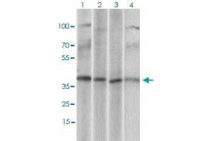 Western blot analysis of Lane 1: U937 cell lysate; Lane 2: Hela cell lysate; Lane 3: HepG2 cell lysate; Lane 4: Jurkat cell lysate with CD68 monoclonal antibody, clone 3F7D3  at 1:500-1:2000 dilution.