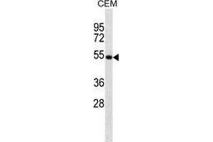 Western blot analysis in CEM cell line lysates (35ug/lane) using NTN3  Antibody .