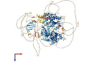 ARIP4 Protein (AA 1-1467) (His tag)