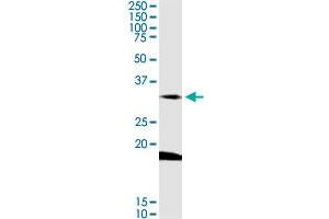 DARC MaxPab rabbit polyclonal antibody. (DARC antibody  (AA 1-336))