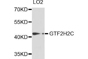 Western blot analysis of extracts of LO2 cells, using GTF2H2C antibody. (GTF2H2C antibody)
