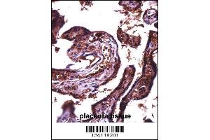 JAM2 Antibody immunohistochemistry analysis in formalin fixed and paraffin embedded human placenta tissue followed by peroxidase conjugation of the secondary antibody and DAB staining. (JAM2 antibody  (N-Term))