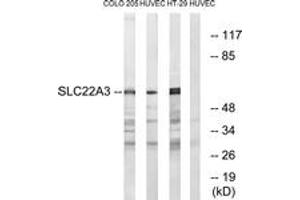Western blot analysis of extracts from HuvEc/COLO/HT-29 cells, using SLC22A3 Antibody. (SLC22A3 antibody  (AA 275-324))