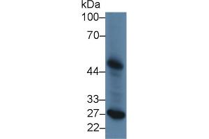 Western Blot; Sample: Canine Liver lysate; Primary Ab: 2µg/ml Rabbit Anti-Canine LpPLA2 Antibody Second Ab: 0. (PLA2G7 antibody  (AA 22-444))