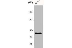 Western Blot analysis of HuvEc cells using ALS2CR8 Polyclonal Antibody (CDKN2AIP antibody  (Internal Region))