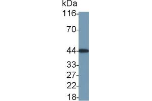 Detection of VEGFA in 293T cell lysate using Monoclonal Antibody to Vascular Endothelial Growth Factor A (VEGFA) (VEGFA antibody  (AA 27-214))