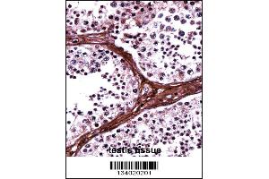 BRD1 Antibody immunohistochemistry analysis in formalin fixed and paraffin embedded human testis tissue followed by peroxidase conjugation of the secondary antibody and DAB staining. (BRD1 antibody  (N-Term))