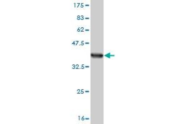 SLC15A1 antibody  (AA 473-572)