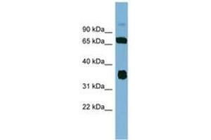 Image no. 1 for anti-O-Sialoglycoprotein Endopeptidase (OSGEP) (AA 35-84) antibody (ABIN6742053) (OSGEP antibody  (AA 35-84))