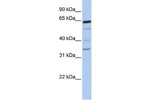 Western Blotting (WB) image for anti-UDP-N-Acetyl-alpha-D-Galactosamine:polypeptide N-Acetylgalactosaminyltransferase-Like 1 (GALNTL1) antibody (ABIN2459301) (GALNTL1 antibody)