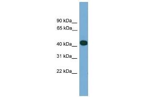 Western Blot showing SERPINI2 antibody used at a concentration of 1. (SERPINI2 antibody  (Middle Region))