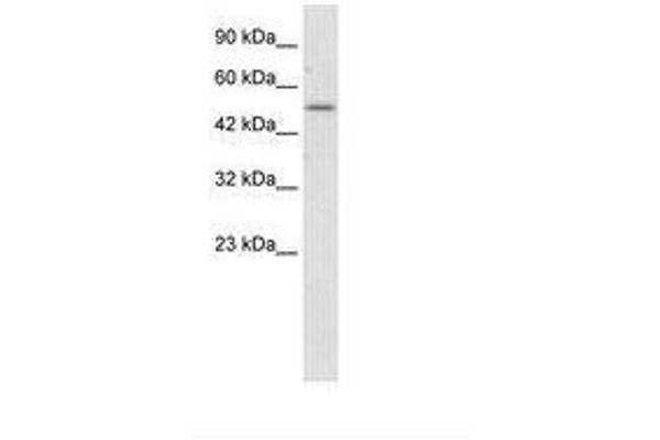 ZNF683 antibody  (AA 89-138)