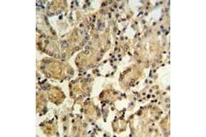 XBP1 antibody IHC analysis in formalin fixed and paraffin embedded mouse kidney tissue.