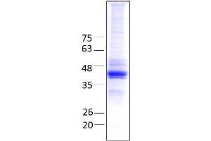 Aminoadipate Aminotransferase (AADAT) (AA 30 - 425), fraction 11 - 12 (AADAT Protein (AA 30-425) (His tag))