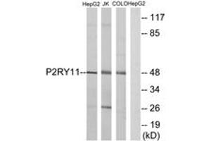 Western Blotting (WB) image for anti-Purinergic Receptor P2Y, G-Protein Coupled, 11 (P2RY11) (AA 140-189) antibody (ABIN2891069) (P2RY11 antibody  (AA 140-189))